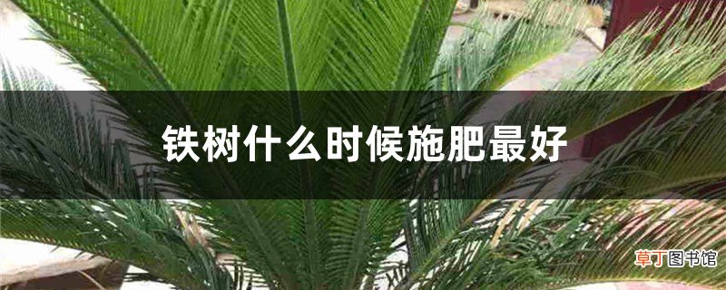 铁树什么时候施肥最好，怎么施肥
