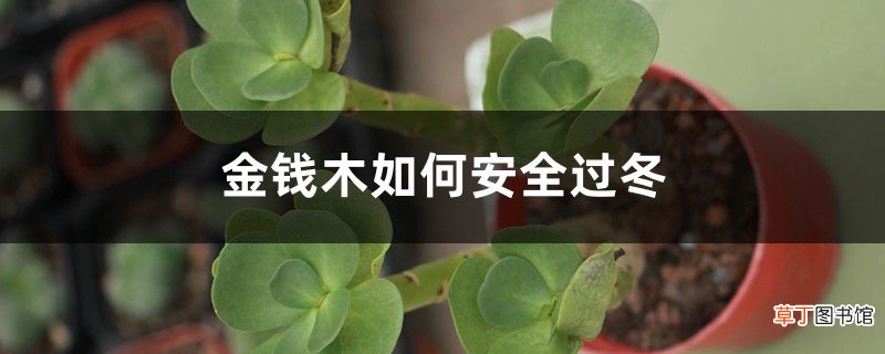 金钱木如何安全过冬，冬天怎么保暖