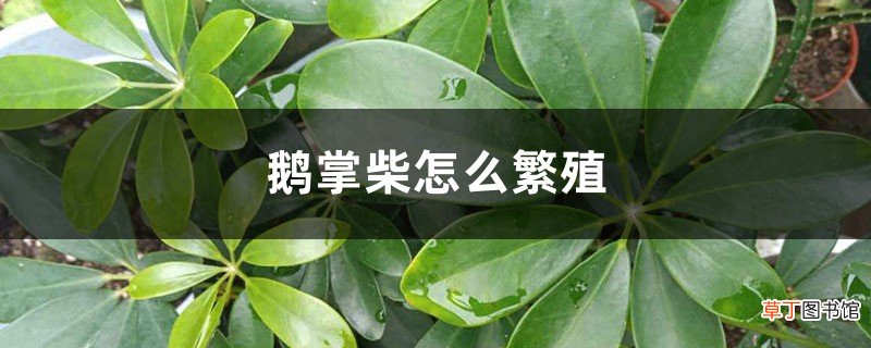 鹅掌柴怎么繁殖