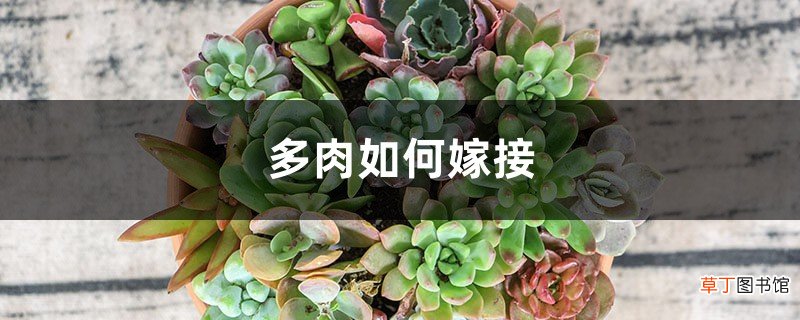 多肉能嫁接！一根杆长出5个品种，2分钟成老桩！
