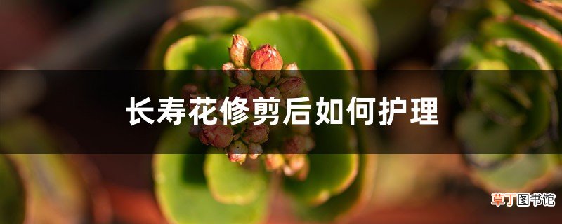正月给“长寿花”做个小动作，花苞再长一倍，枝芽蹿不停！