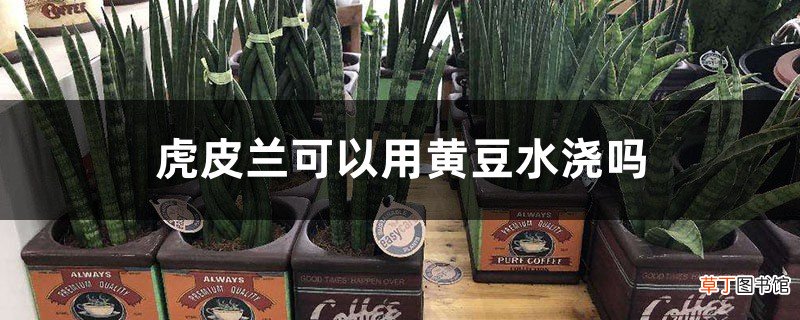 虎皮兰最爱这种“水”，7天喂一次，肥厚“叶片”翠绿挺立！