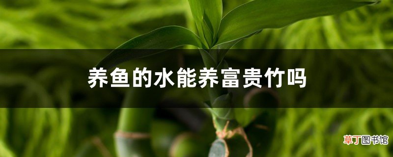 养鱼的水能养富贵竹吗，养鱼的水可以浇花吗