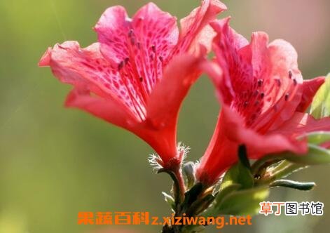 杜鹃花的养殖方法及注意事项