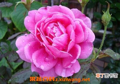 月季花的养殖方法与注意事项