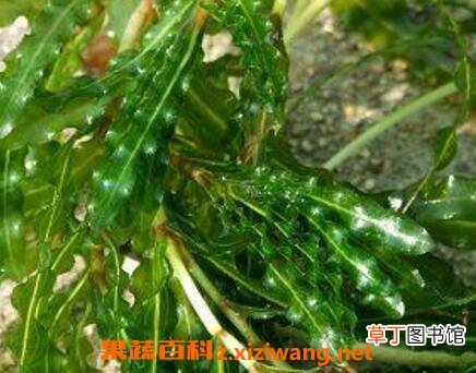 菹草的药用价值与功效作用