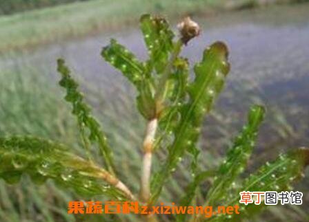 菹草的药用价值与功效作用