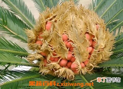 铁树果的作用与功效