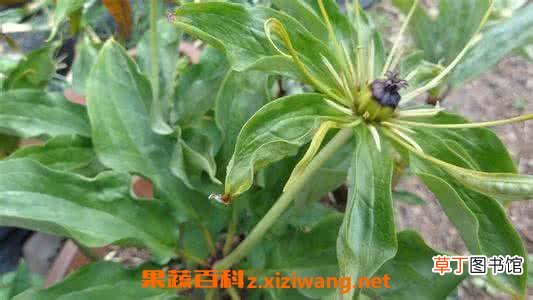 重楼的养殖方法和病虫害防治