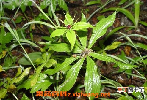 重楼的养殖方法和病虫害防治