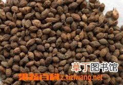 益智仁的功效与作用