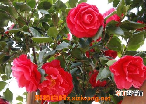 山茶花的养殖方法和注意事项
