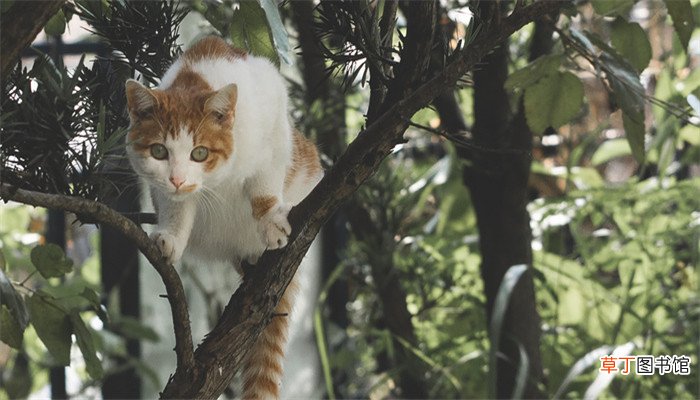 梦到猫咪对自己很凶想扑上来