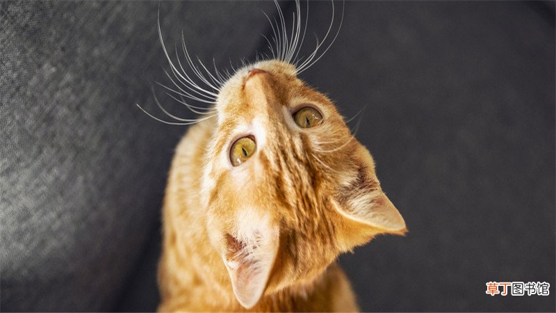 梦到猫咪对自己很凶想扑上来