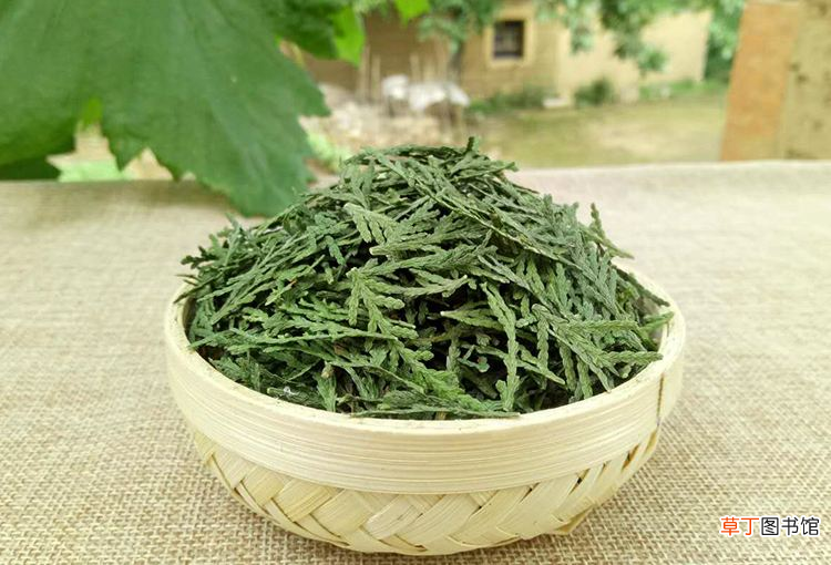 侧柏叶泡酒的方法 侧柏叶泡酒比例
