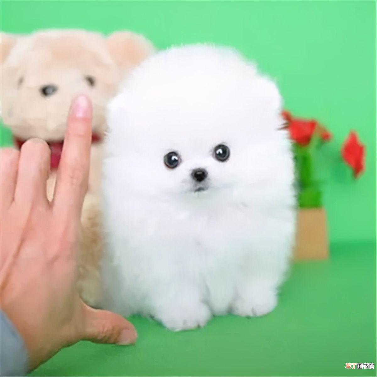 茶杯犬多少钱一只？ 茶杯泰迪多少钱一只