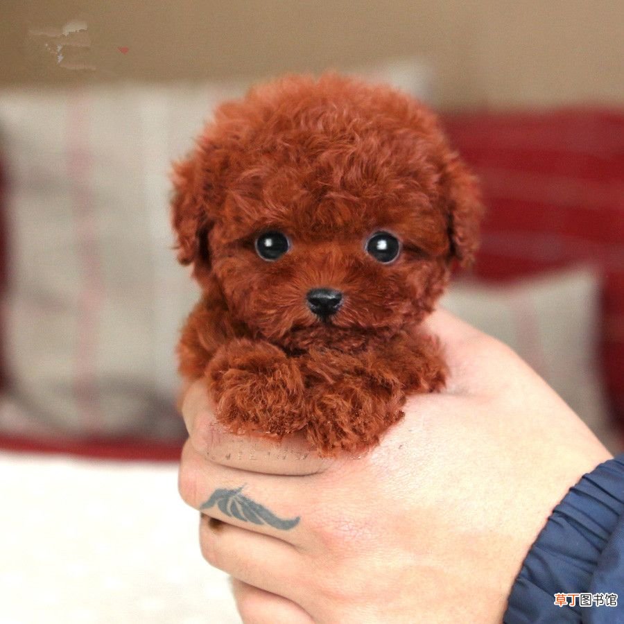 茶杯犬多少钱一只？ 茶杯泰迪多少钱一只