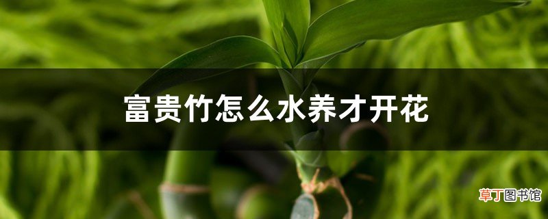 富贵竹怎么水养才开花，怎么样才能更旺盛