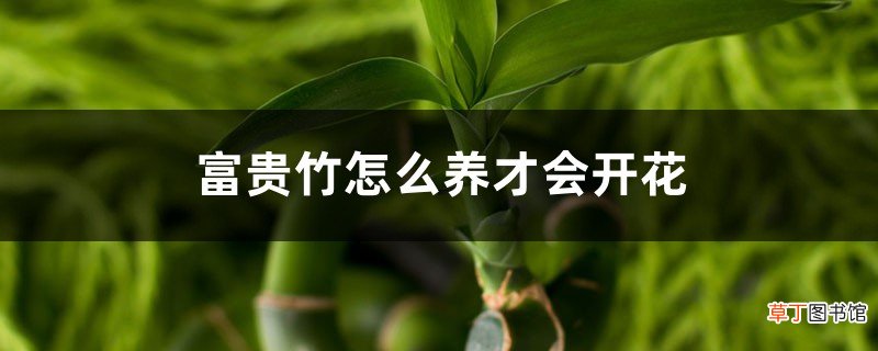 富贵竹怎么养才会开花，开花什么预兆