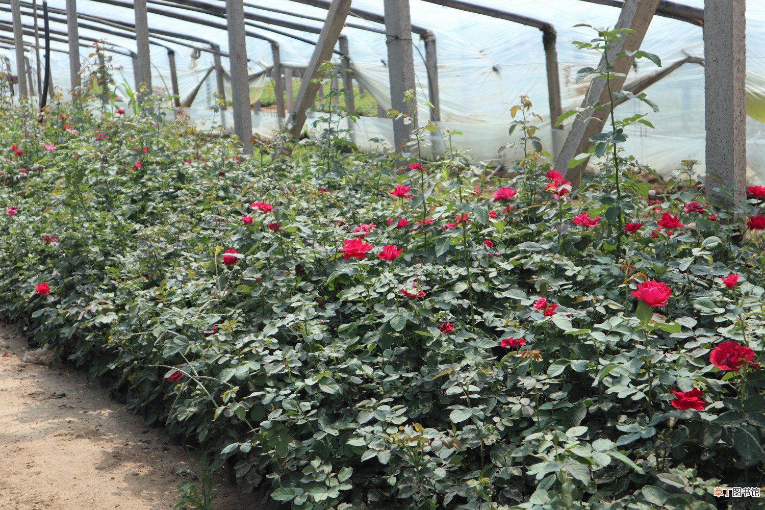 时间和方法 冬季月季需要剪枝吗