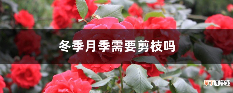 时间和方法 冬季月季需要剪枝吗