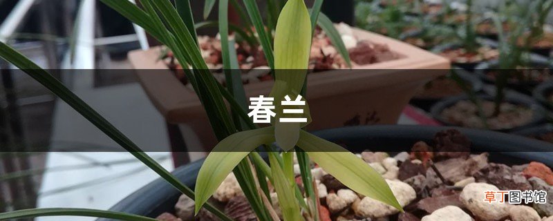 张大爷养“春兰”，就用这“3种”废料，白根冒花苞蹿！