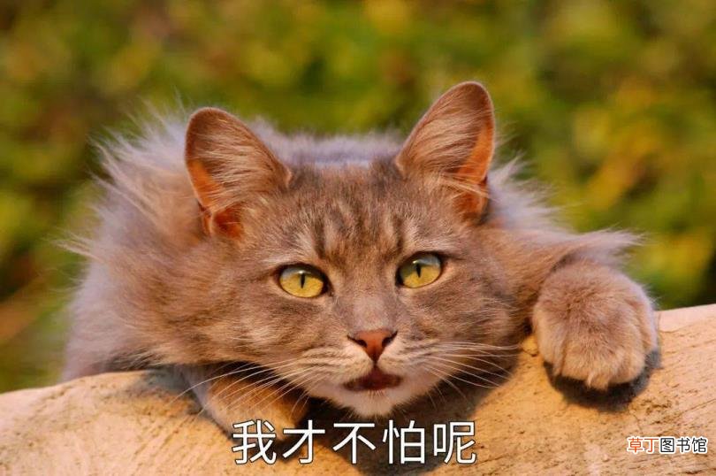 为什么比喻别人是韭菜 为什么叫韭菜