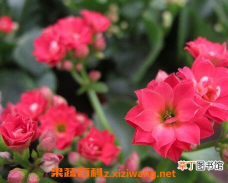 长寿花怎么养 长寿花的养殖方法技巧