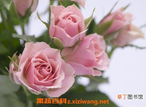 无根玫瑰花杆怎么种活 无根玫瑰花的养殖方法