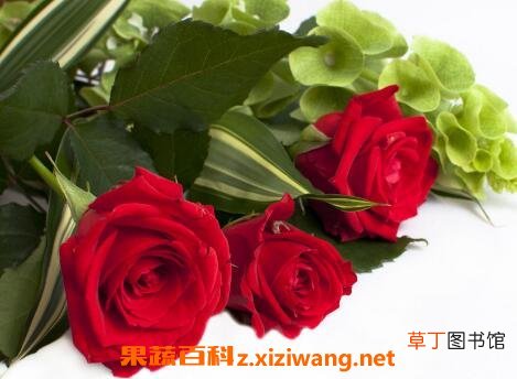 无根玫瑰花杆怎么种活 无根玫瑰花的养殖方法