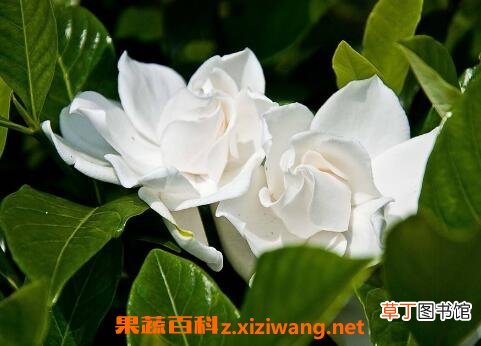 栀子花的养殖方法和技巧