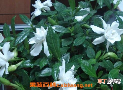 栀子花的养殖方法和技巧