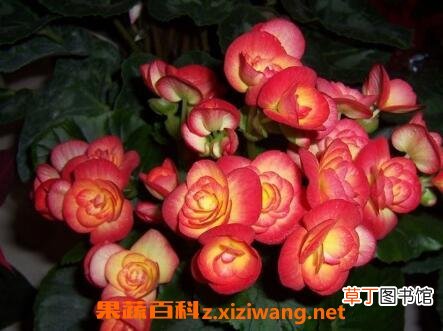 海棠花的养殖方法与注意事项