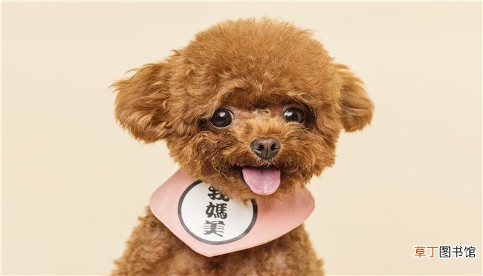 女人梦到狗咬出血什么意思