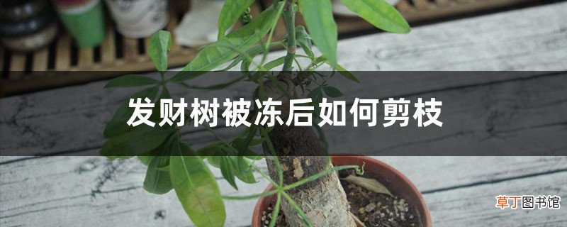 发财树被冻后如何剪枝，什么时候剪枝