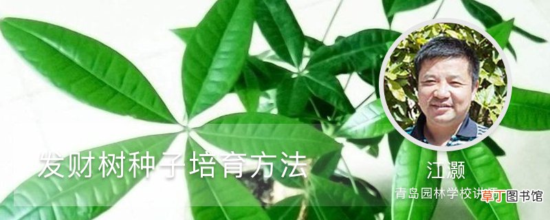 发财树种子培育方法，怎么种植