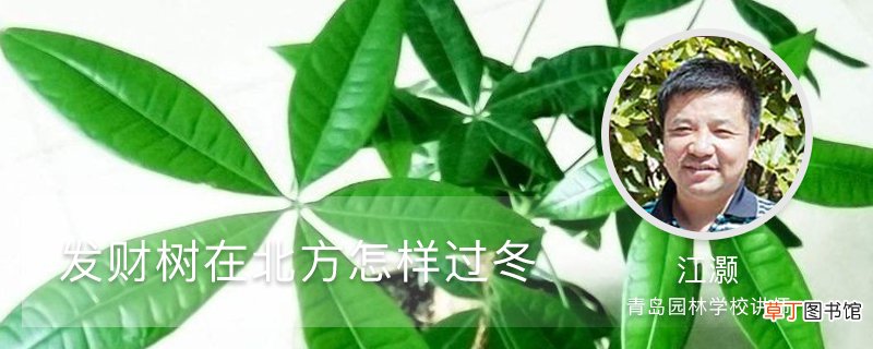 温度、浇水、光照、施肥 发财树在北方怎样过冬
