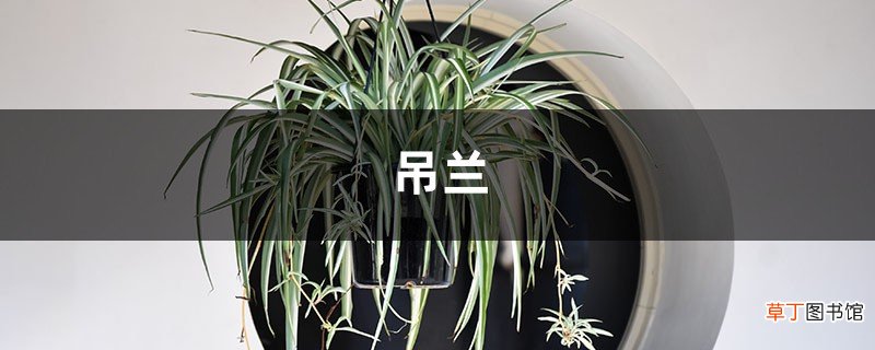 吊兰吃口黑豆水，1年抽穗100个，疯长爆盆变窗帘！