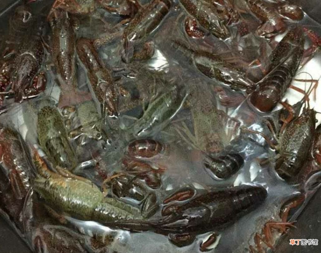 湖南特色菜——口味虾 口味虾是什么地方的菜
