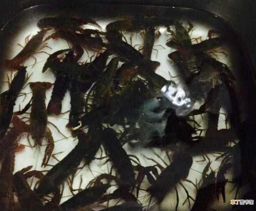 湖南特色菜——口味虾 口味虾是什么地方的菜