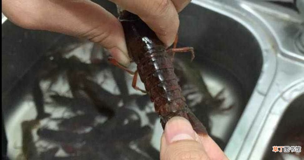 湖南特色菜——口味虾 口味虾是什么地方的菜
