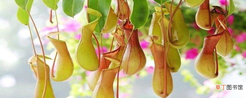附繁殖方法大全 猪笼草怎么分株