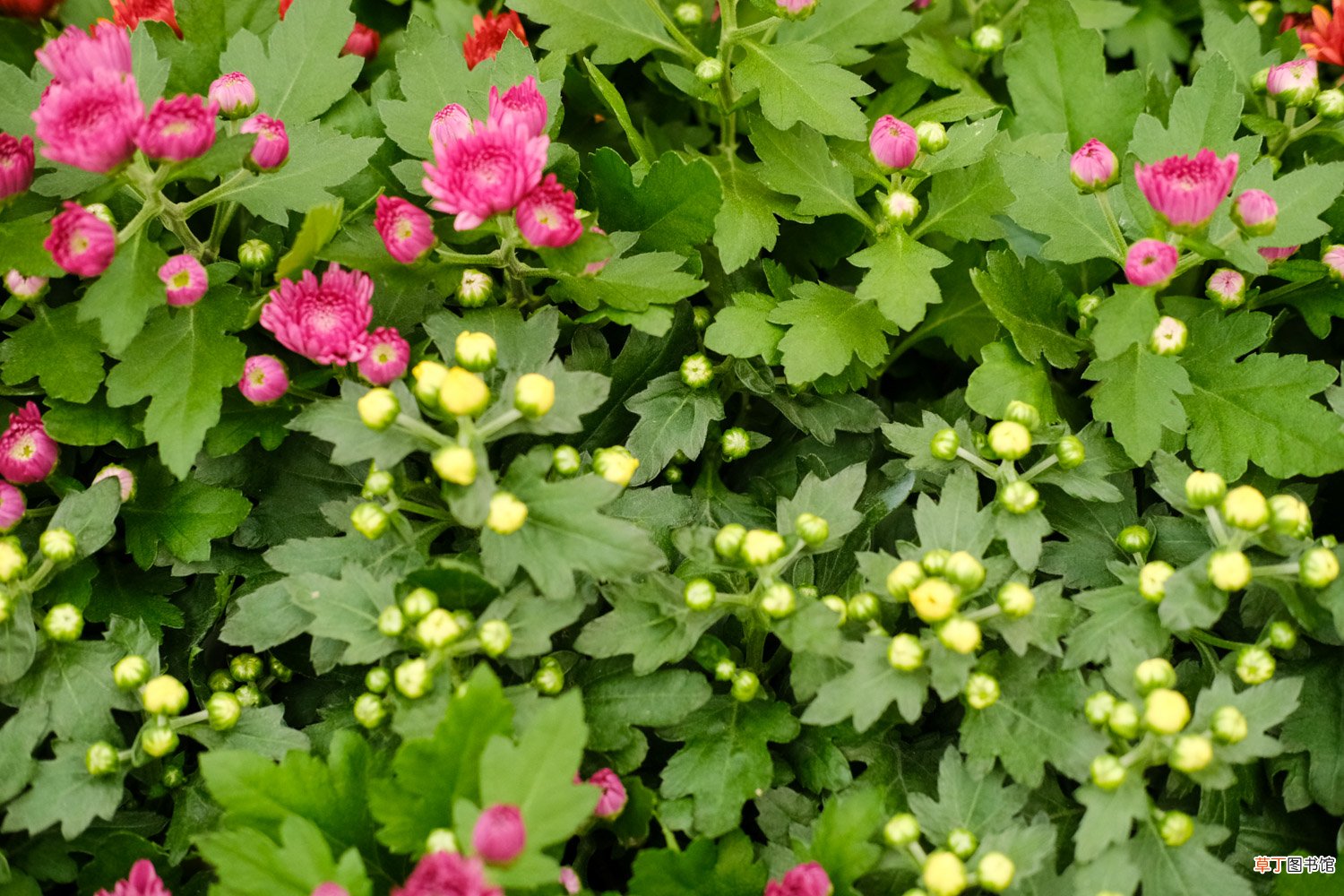 菊花冬天怎么养