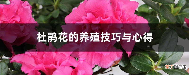 杜鹃花的养殖技巧与心得