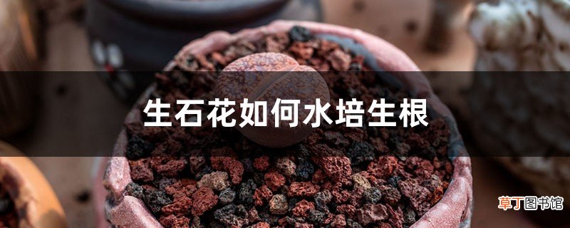 生石花如何水培生根