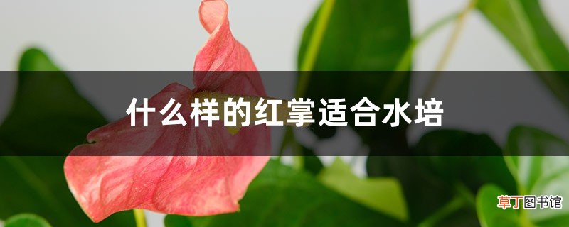 什么样的红掌适合水培