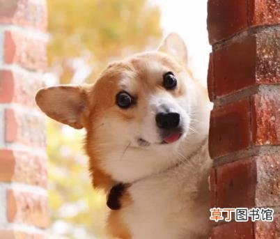 为什么有的羊肉贵有的便宜 为什么羊肉贵