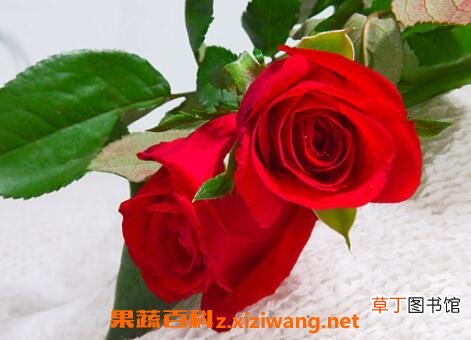 玫瑰花如何保鲜 玫瑰花保鲜方法技巧