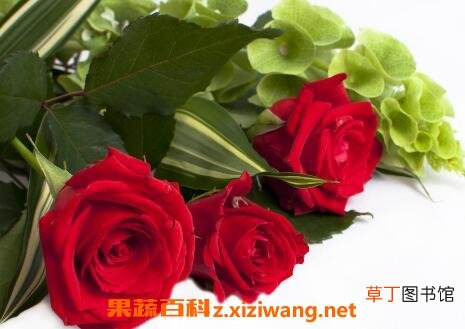 玫瑰花如何保鲜 玫瑰花保鲜方法技巧