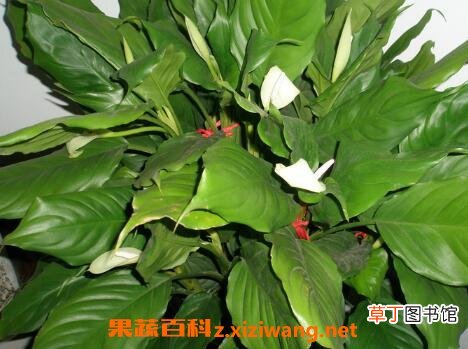 万年青叶子发黄怎么办